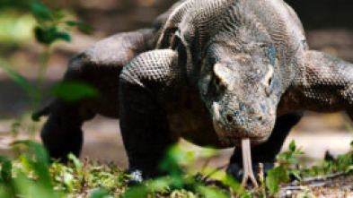 Imagen de 10 animales letales: extraños ataques - 8