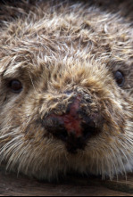 Imagen de Salvar a las nutrias de mar - 4