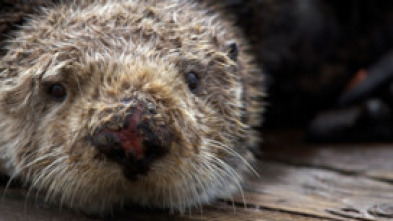 Imagen de Salvar a las nutrias de mar - 5