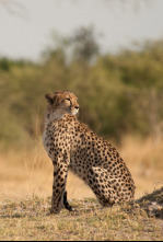 Imagen de Safari letal: Cazadores vs. cazados - 5