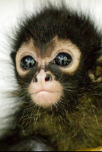 Imagen de Mundo natural: Operación hipopótamo pigmeo - 4