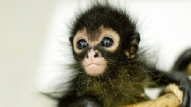 Imagen de Mundo natural: Operación hipopótamo pigmeo - 5