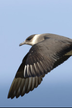 Imagen de Salvar a nuestros pájaros marinos - 4