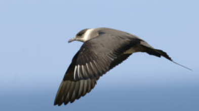 Imagen de Salvar a nuestros pájaros marinos - 5