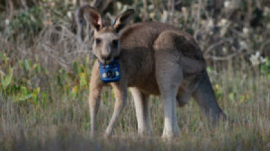 Imagen de Animales con cámaras  - 5