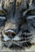 Imagen de Hijos de Saliega. El retorno del lince ibérico - 4