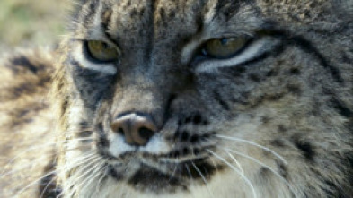 Imagen de Hijos de Saliega. El retorno del lince ibérico - 5