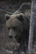 Imagen de El documental: El no a l'os - 4