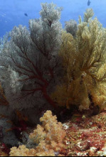 Imagen de Mares supremos: La carrera de las sardinas - 4