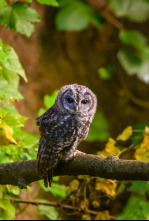 Imagen de La Jayona un Nuevo Mundo Enterrado - 4