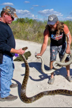 Imagen de Caza a la pitón birmana - 4