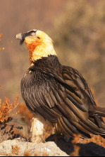 Imagen de Ehiztaria - 4