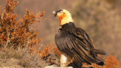 Imagen de Ehiztaria - 5