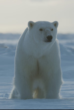 Imagen de Planeta helado II: Tierras heladas - 4