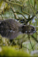 Imagen de Estructuras animales  - 4