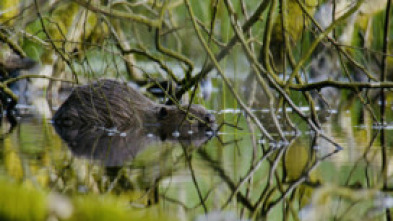 Imagen de Estructuras animales  - 5