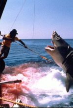 Imagen de Tiburón, la venganza - 8