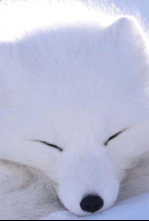 Imagen de El oasis del artico - 4