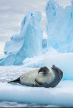 Imagen de El Antártico salvaje: Islas heladas - 4
