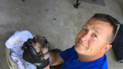 Imagen de Louis et la faune urbaine - 5