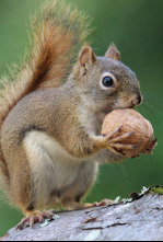 Imagen de Súper ardilla - 4