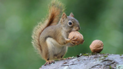 Imagen de Súper ardilla - 5