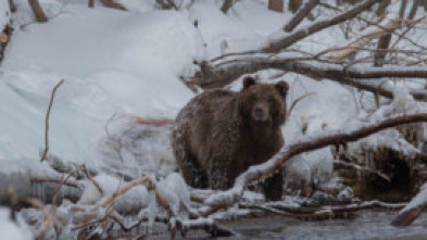 Imagen de Invierno salvaje - 15