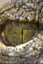 Imagen de La invasión de los cocodrilos - 4