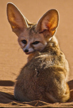Imagen de Perros salvajes: Conociendo a la familia - 4