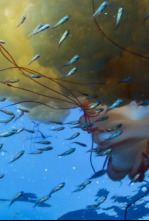 Imagen de El mundo de los oceanos: Refugio - 4