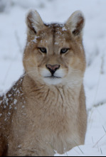 Imagen de Las maravillas ocultas...: La naturaleza helada de Asia - 10