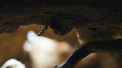 Imagen de El reino de las hormigas - 5