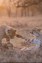 Imagen de Un hombre entre guepardos - 6