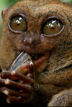 Imagen de Las mascotas más raras del mundo  - 6