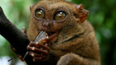 Imagen de Las mascotas más raras...: Micro mascotas - 5