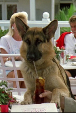 Imagen de Superagente K-9 - 4