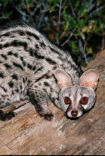 Imagen de La reina de la nit - 4