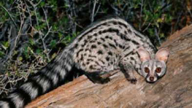 Imagen de La reina de la nit - 5