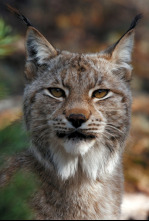 Imagen de Escandinavia salvaje: Agua - 4