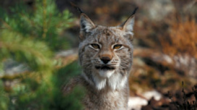 Imagen de Escandinavia salvaje  - 5