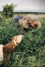 Imagen de Rescate de animales bebé  - 4