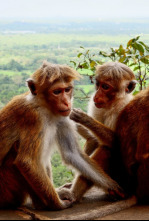 Imagen de Voyages vert vous - 4