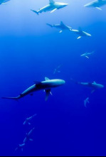 Imagen de Vivir o mar - 4