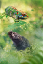 Imagen de Pequeños viajes animales: Ep.3 - 4