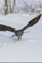 Imagen de Misisipi salvaje  - 4