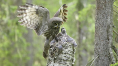 Imagen de Wild Laponia - 13