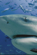 Imagen de Expedición al pasado:...: Ep.1 - 4