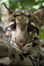 Imagen de Un día en la naturaleza: Asia - 4