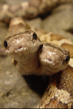 Imagen de Especial Los animales...: La supervivencia de los más raros - 6