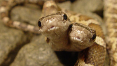 Imagen de Especial Los animales más raros del mundo  - 10